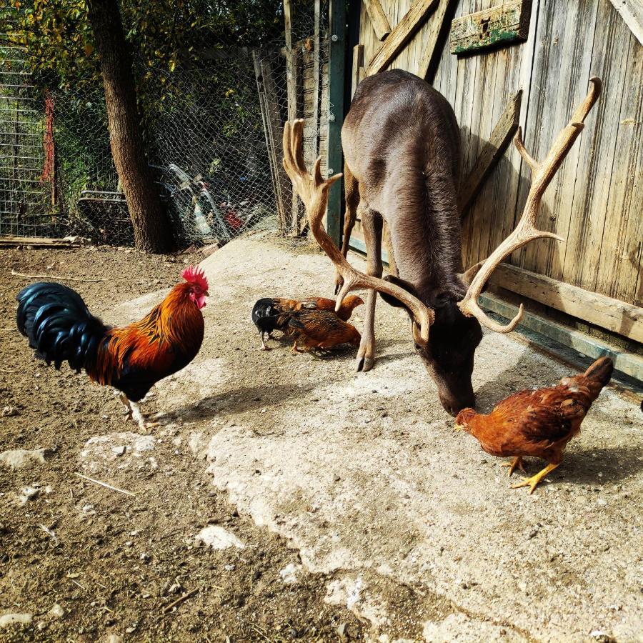 Oneiropagidasuites Kalavryta Bagian luar foto