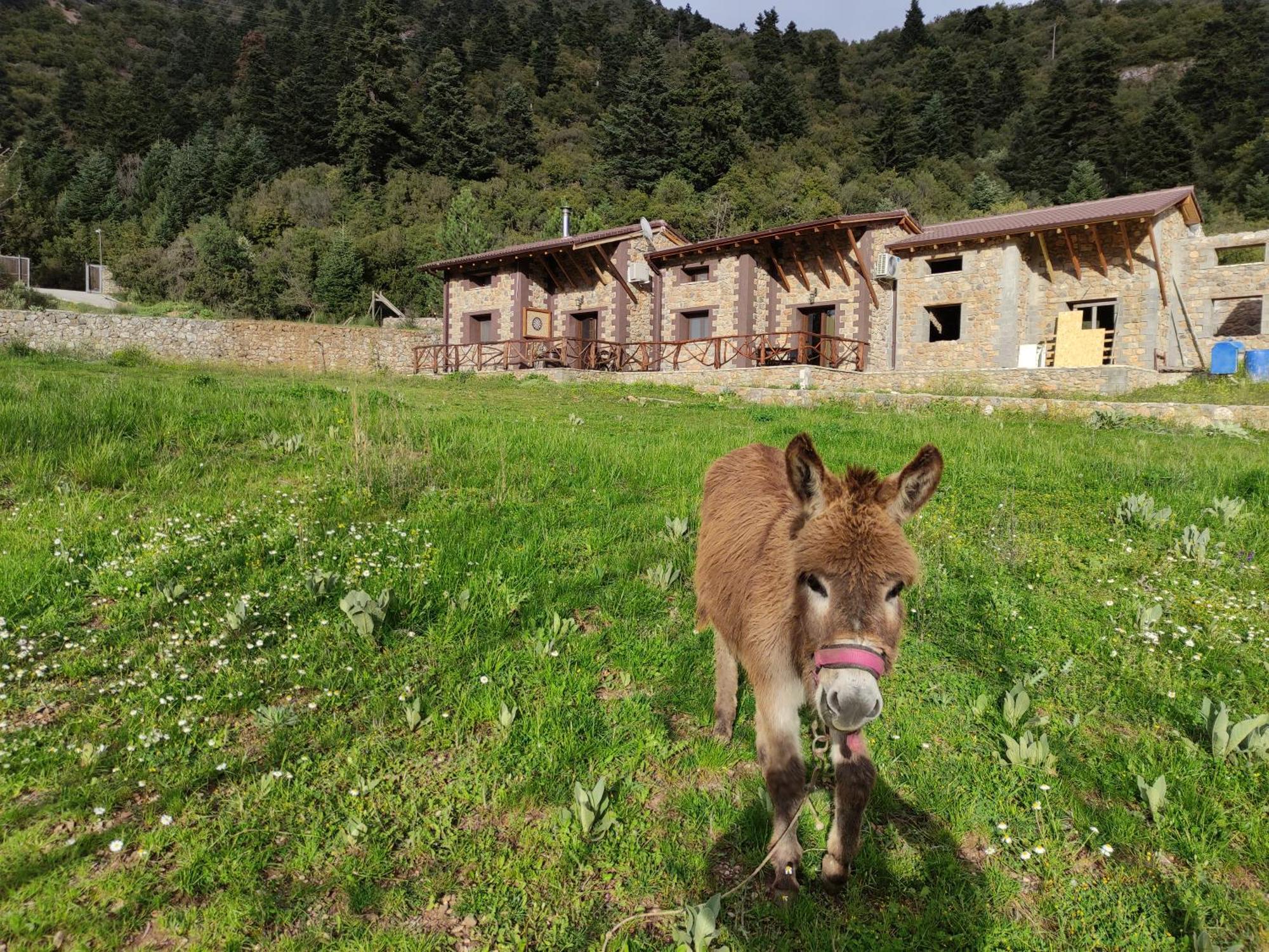 Oneiropagidasuites Kalavryta Ruang foto